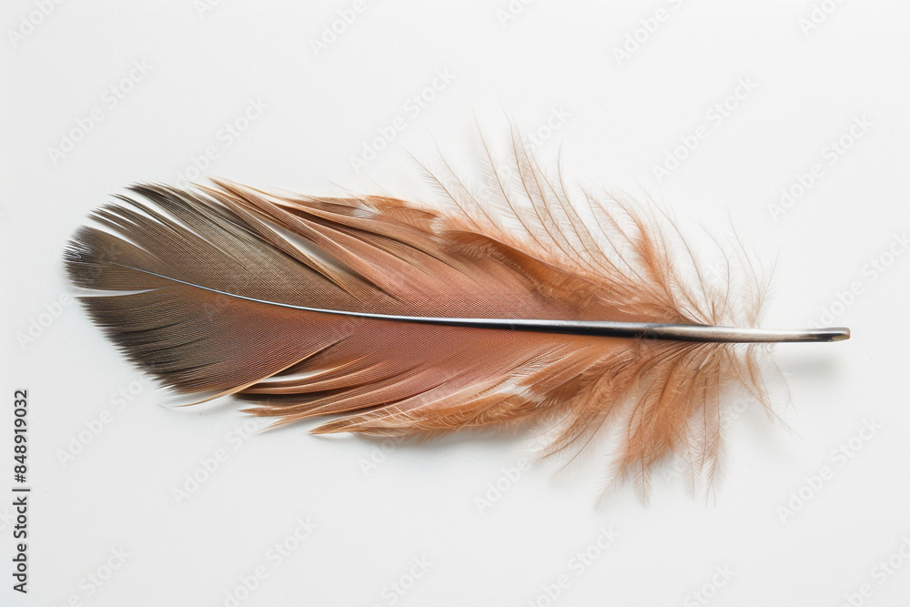 A lone feather lying horizontally on a clean, white background, its delicate details sharply focused. A lone feather lying horizontally on a clean, white background, its delicate details sharply focused.