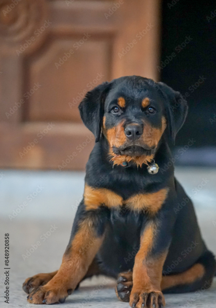 the baby rottweiler lay on the ground with dramatic tone the baby rottweiler lay on the ground with dramatic tone