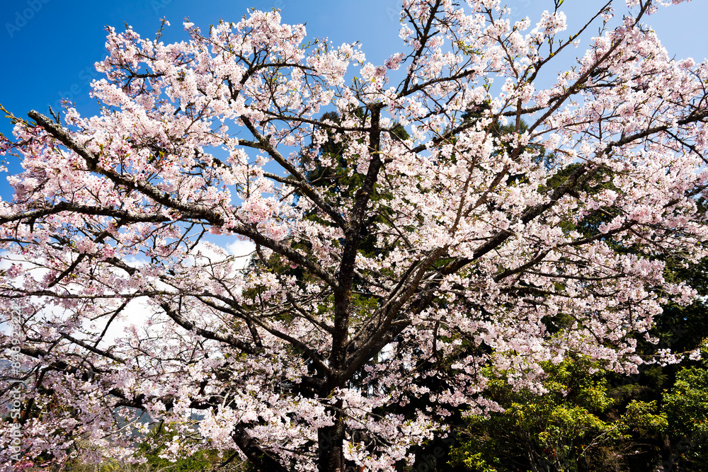 Beautiful cherry blossoms are blooming in the Alishan Forest Recreation Area in Chiayi, Taiwan. Beautiful cherry blossoms are blooming in the Alishan Forest Recreation Area in Chiayi, Taiwan.