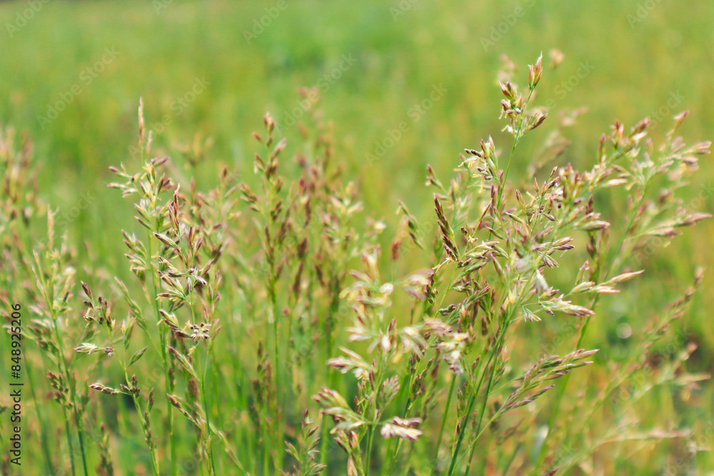 Flowering grasses that are the cause of many allergies. Green grass Close up. copy space for pollen allergy season Flowering grasses that are the cause of many allergies. Green grass Close up. copy space for pollen allergy season