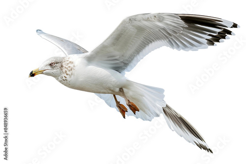 Seagull Transparent Illustration © Daudraja