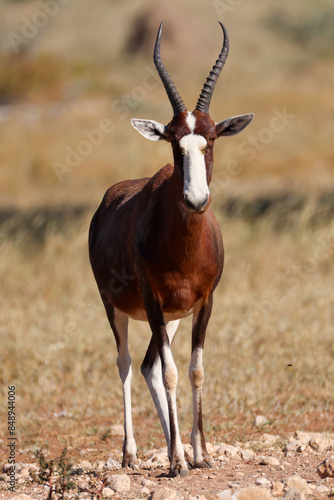 one single blesbok antelope in the savannah of Namibia photo