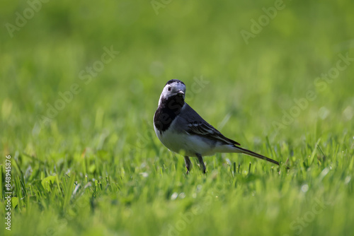 wagtail bird in green grass