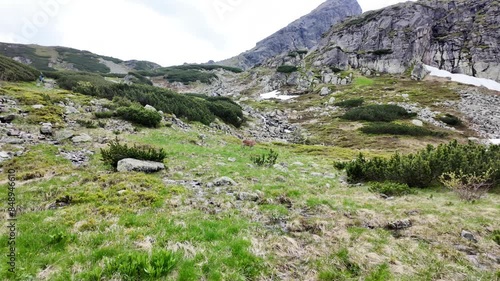 Mountain deer against the background of Mount Koscielec in the Tatra Mountains
