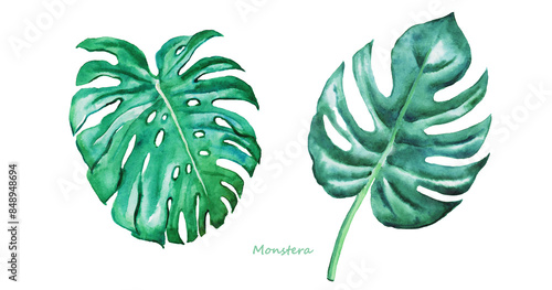 Watercolor painting of monstera green leave isolated on a transparent background. Watercolor hand painted illustration of plants, greenery , tropical exotic leaf for Hawaii style wallpaper.
