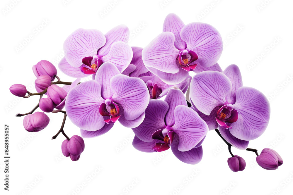 Dancing Stars: A Vibrant Display of Purple Flowers on a Clear PNG or White Background. Dancing Stars: A Vibrant Display of Purple Flowers on a Clear PNG or White Background.