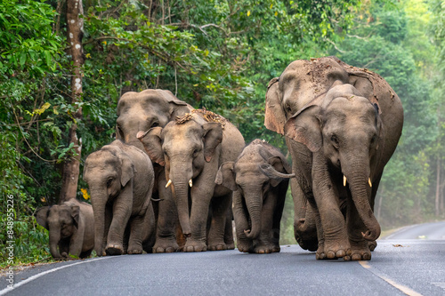 Photography A herd of wild elephants is walking on a road in a national park.