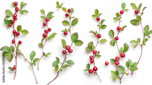 Wallpaper Mural Isolated Cowberry lingonberry branches on a white background Vaccinium vitis idaea Torontodigital.ca