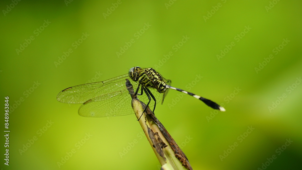 Close-up of Micrathyria dragonfly perched on a leaf Close-up of Micrathyria dragonfly perched on a leaf