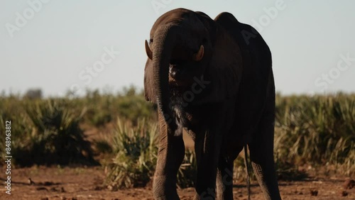 African elephant bull at the waterhole.