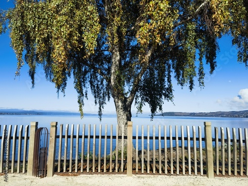 lake and trees