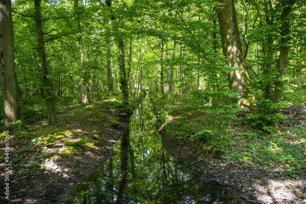 forest in the morning forest in the morning