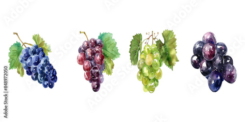 Set of grapes on white background