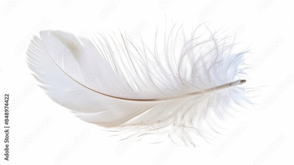 white feather isolated on whitebackground white feather isolated on whitebackground