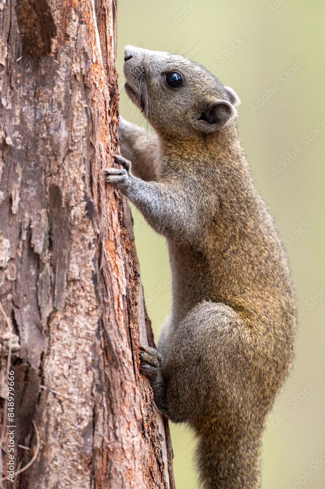 Obraz premium Squirrel perched on a tree.