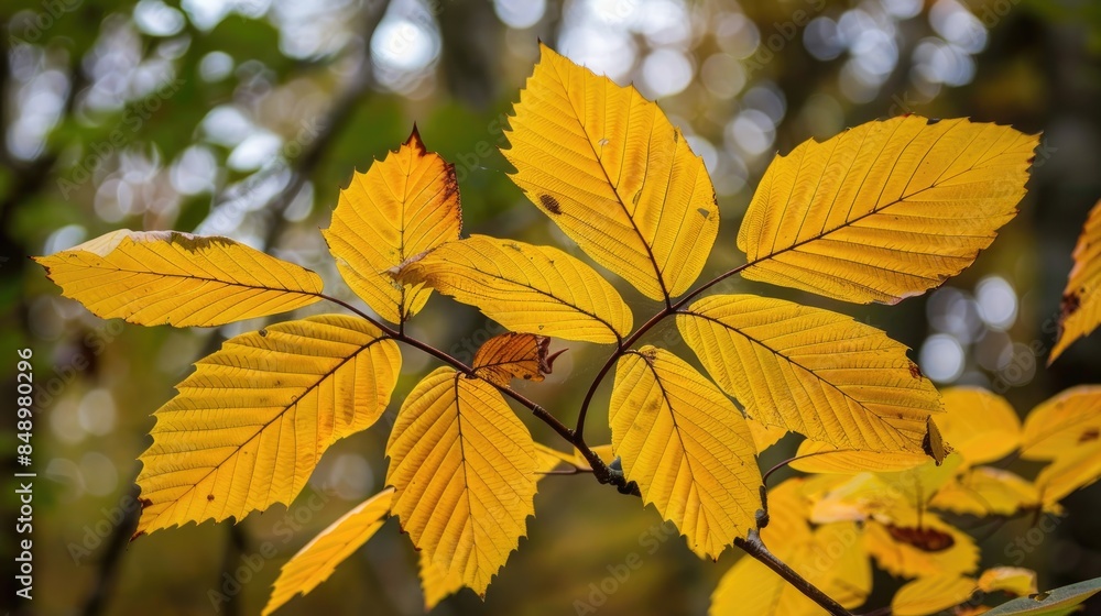 Yellow chestnut tree leaves in autumn on a branch are prominent in the foreground Yellow chestnut tree leaves in autumn on a branch are prominent in the foreground