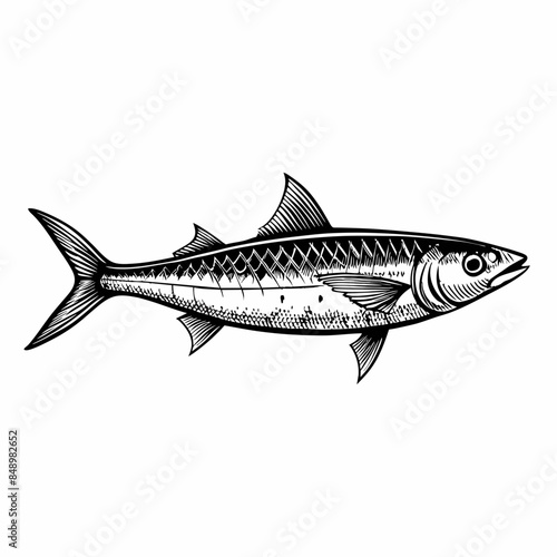 fish on a white background