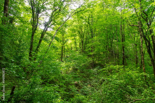 Green trees in the forest in summer