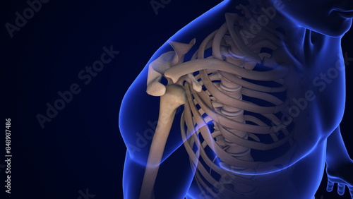 Anatomy Human Shoulder Joint Treatment