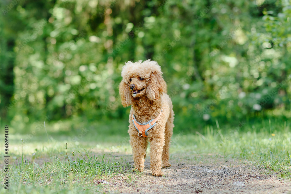 red poodle walks in park with owner, red dog standing on ground, green trees in background, dogwalking concept red poodle walks in park with owner, red dog standing on ground, green trees in background, dogwalking concept
