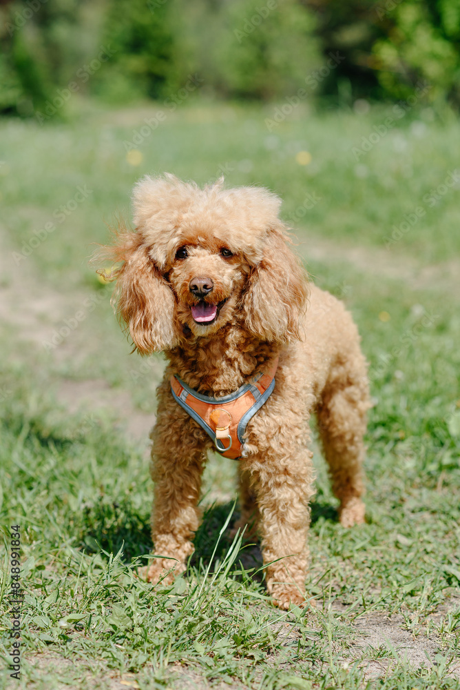 red poodle walks in park with owner, red dog standing on green grass, tongue out, dogwalking concept, vertical red poodle walks in park with owner, red dog standing on green grass, tongue out, dogwalking concept, vertical