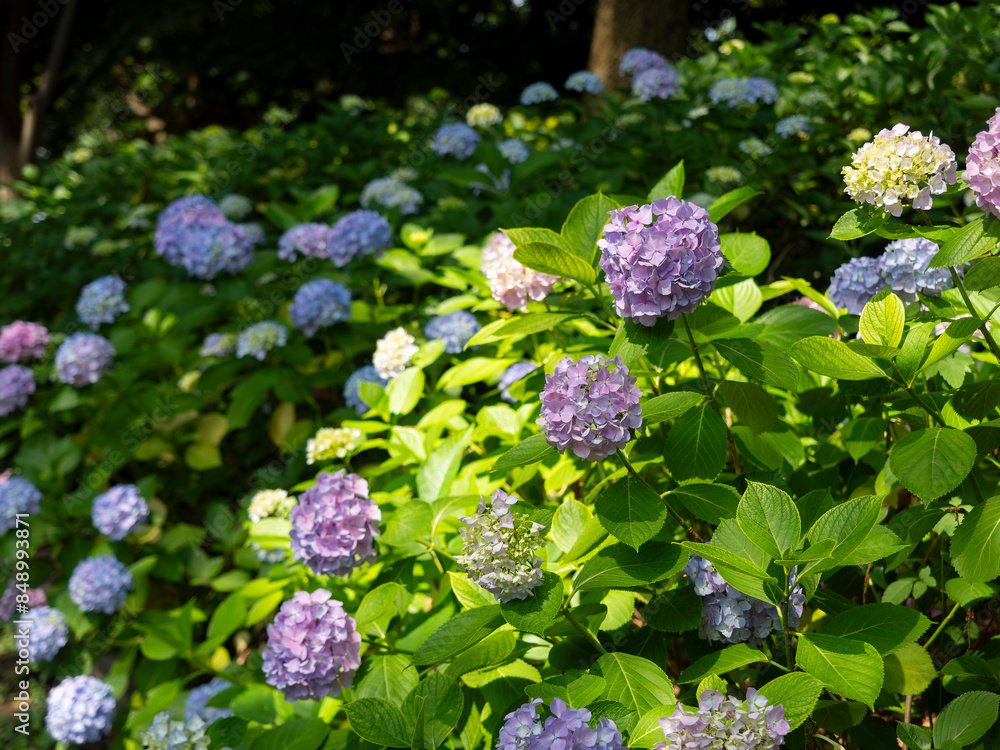 鮮やかな紫陽花が咲く植物園の風景