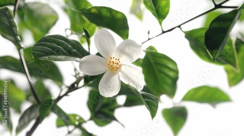 Close-up of white flower with green leaves on branch.