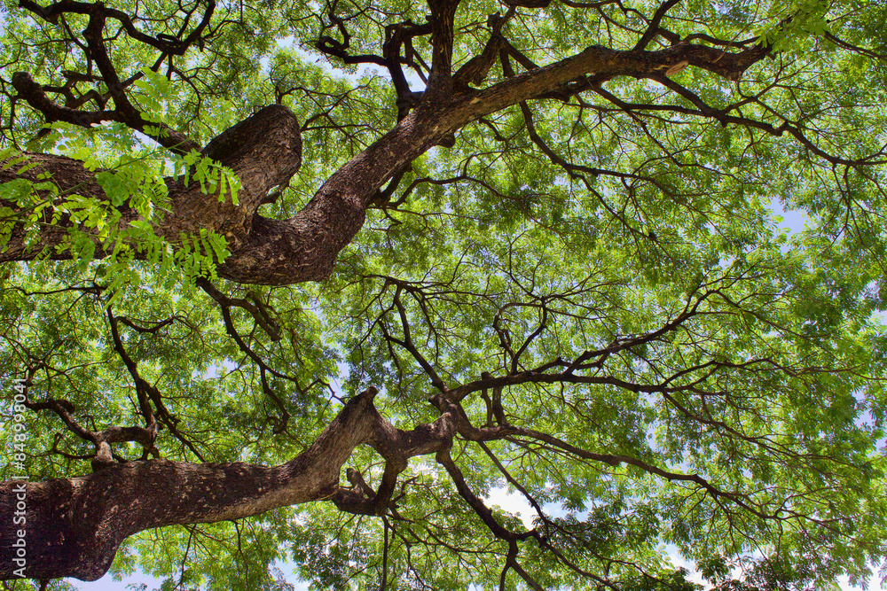 Fototapeta premium tree in the park