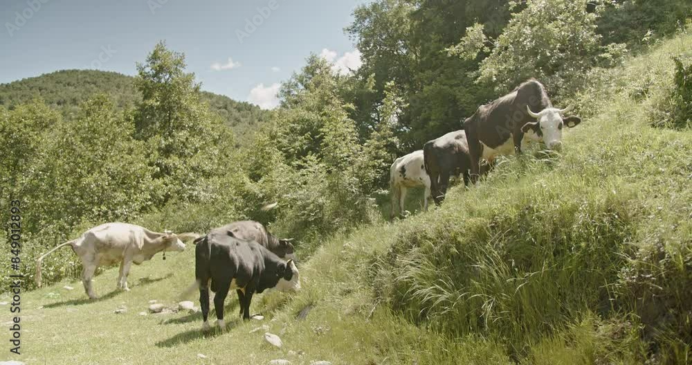 Cows graze peacefully on a green hillside surrounded by lush trees and a beautiful rural landscape under a clear, sunny sky. Cows graze peacefully on a green hillside surrounded by lush trees and a beautiful rural landscape under a clear, sunny sky.