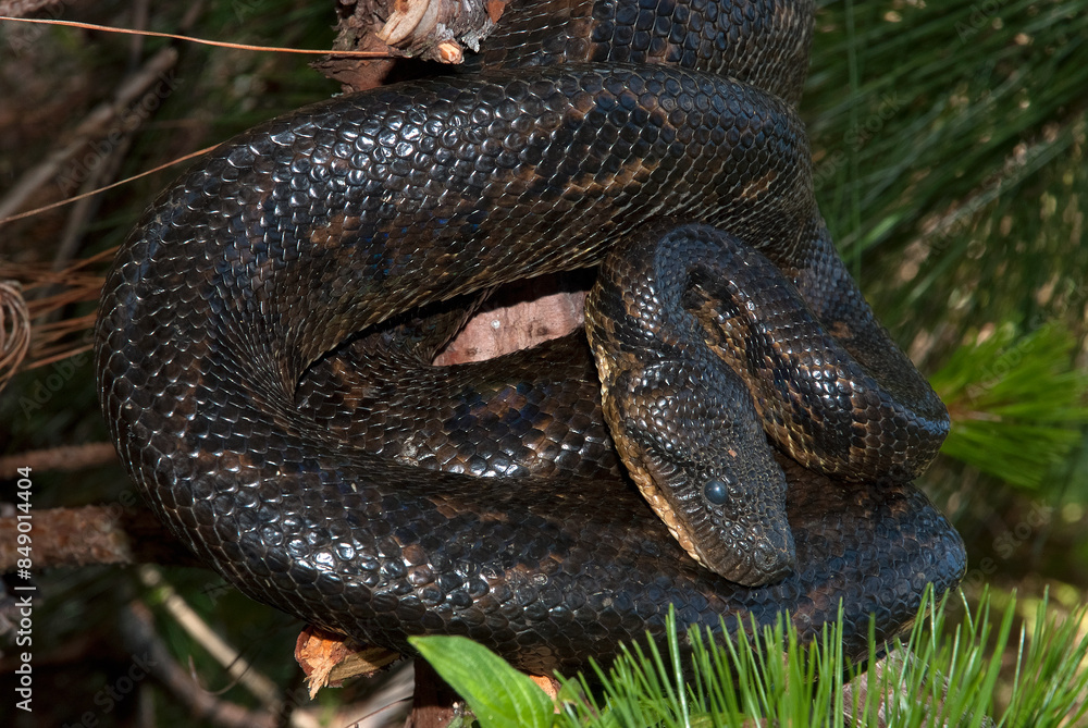 Fototapeta premium Boa de Madagascar, Acrantophis madagascariensis, Madagascar