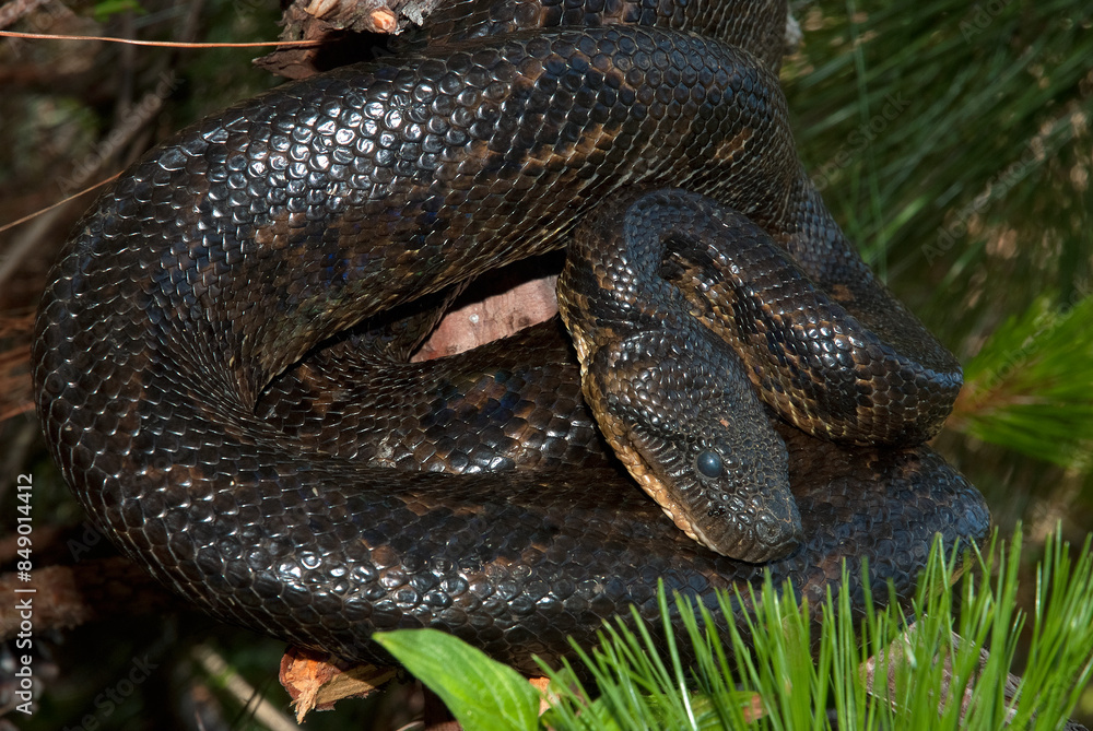 Fototapeta premium Boa de Madagascar, Acrantophis madagascariensis, Madagascar