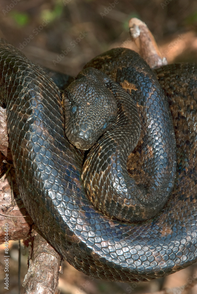 Obraz premium Boa de Madagascar, Acrantophis madagascariensis, Madagascar