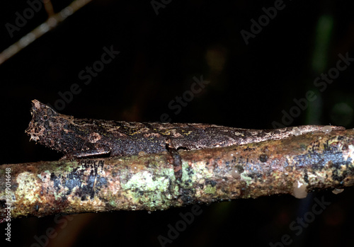 Caméléon nain, Brookesia thieli, Madagascar photo