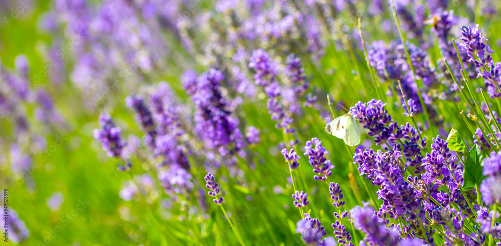 Fototapeta premium Butterflies on spring lavender flowers under sunlight. Beautiful landscape of nature with a panoramic view. Hi spring. long banner