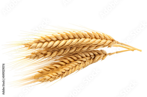 An Ear Of Wheat
