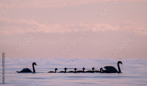 swans swimming at sunset