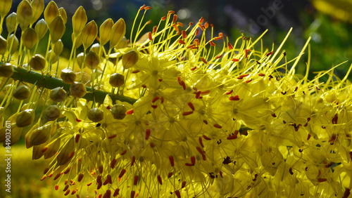 Eremurus Cleopatra Foxtail Lily in the flower garden macro shot. Beautiful background photo