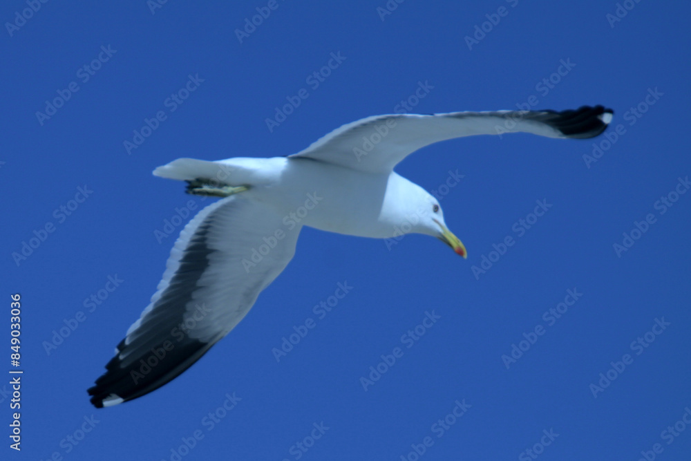 Beautiful seagull flying over the sea Beautiful seagull flying over the sea