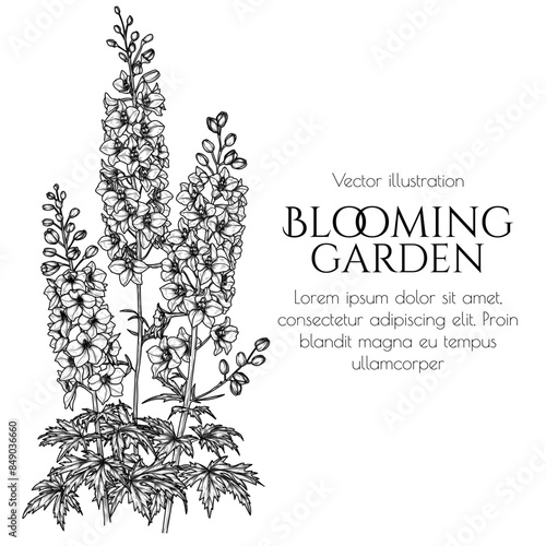 Vector illustration of delphinium flower in engraving style