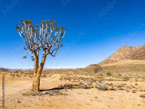 Ancient Quiver Tree succulents in the Richtersveld National Park