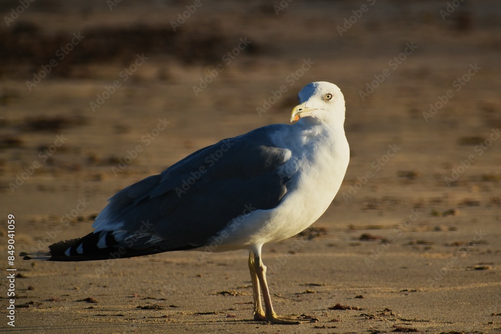 Fototapeta premium Larus argentatus, herring gull, gaviota argéntea.