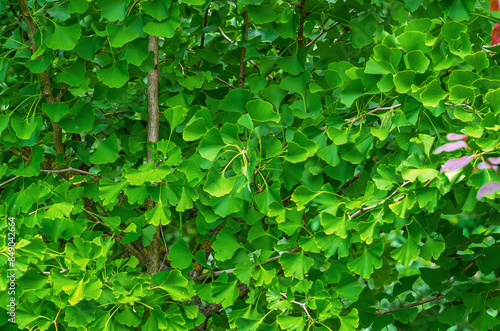 Green leaves of ginkgo tree in garden. Exotic tree