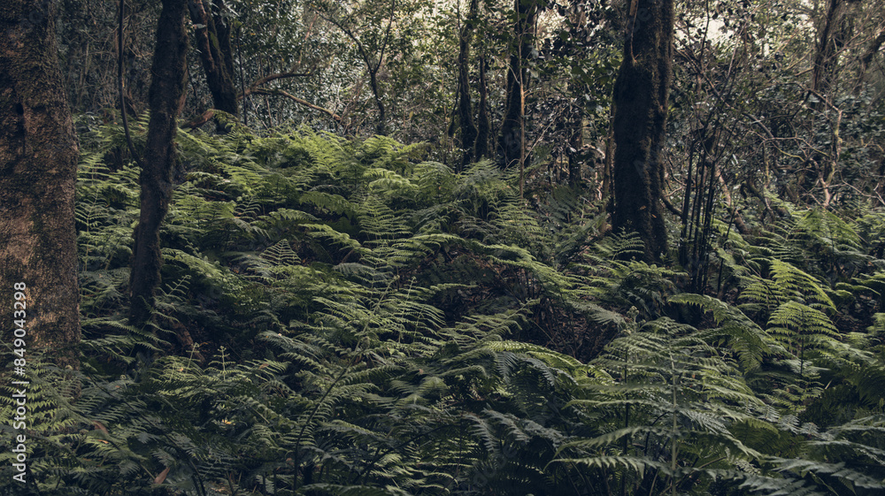 Fototapeta premium Typical vegetation of the laurel forest in Tenerife, Canary Islands