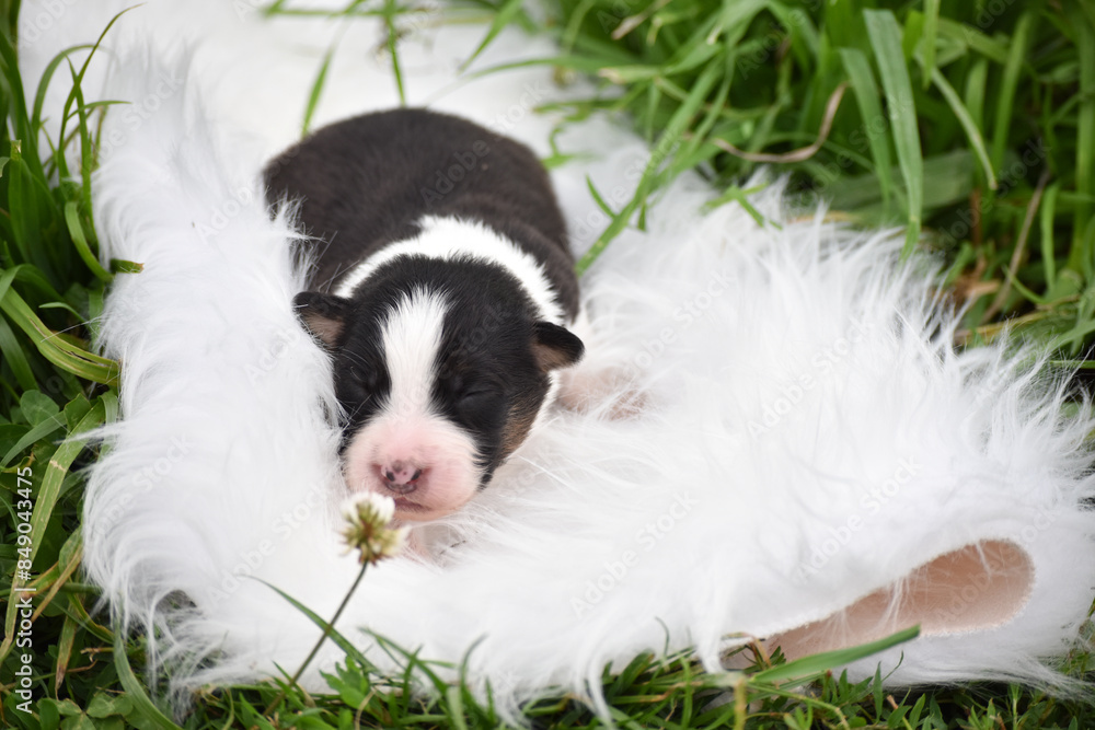 Newborn Australian Shepherd Aussie puppy of black and white color tricolor wizzard from a wicker basket in the spring garden