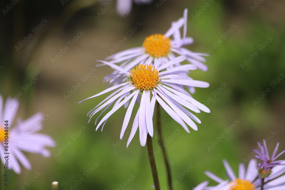 Obraz premium Aster macrophylla Twilight, aster with light blue flowers. 