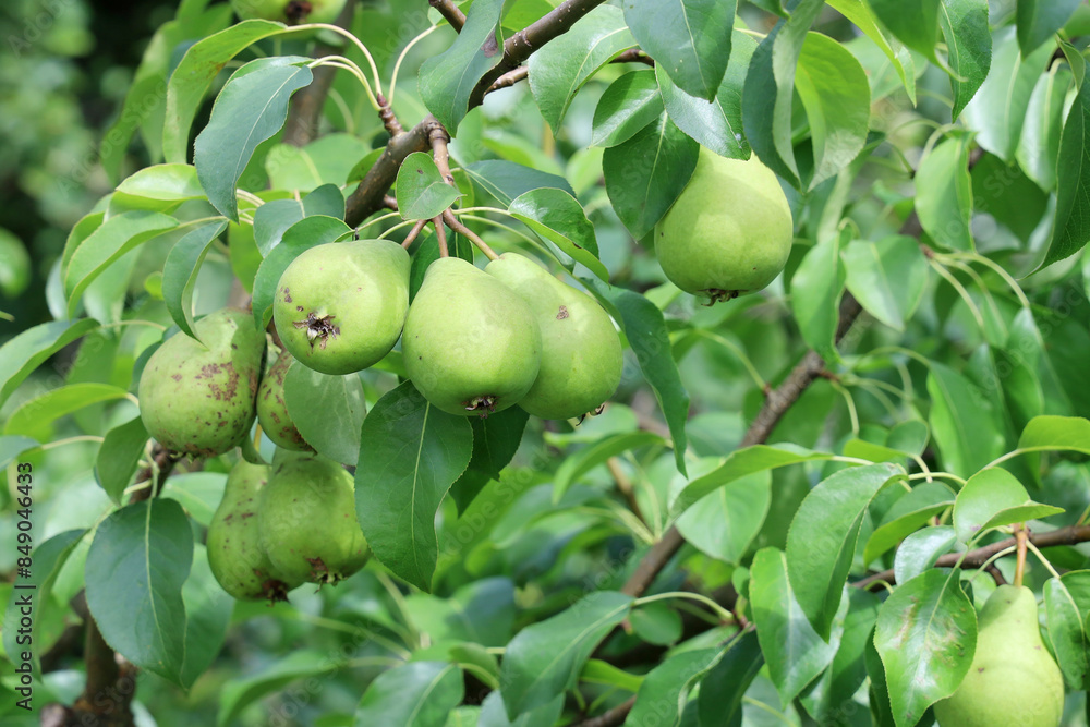 Pear tree with fruit on green branches with leaves, textured background, agriculture, Film grain effect Pear tree with fruit on green branches with leaves, textured background, agriculture, Film grain effect