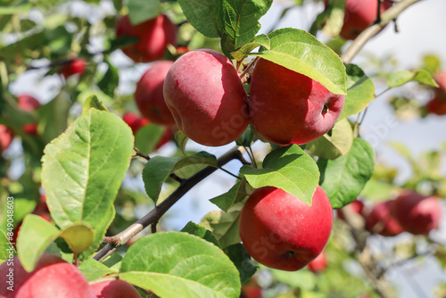 Ripe red apples on apple tree branches on sunny day close-up, Film grain effect