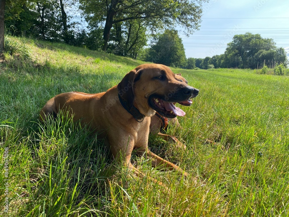 rhodesian, ridgeback, ridge, rassehund, alt, jung, rüde, fehe, zucht, hund, tier, haustier, welpe, canino, säugetier, hübsch, braun, portrait, breed, boxer, weiß, sitzen, einheimisch, ahnentafel, iso rhodesian, ridgeback, ridge, rassehund, alt, jung, rüde, fehe, zucht, hund, tier, haustier, welpe, canino, säugetier, hübsch, braun, portrait, breed, boxer, weiß, sitzen, einheimisch, ahnentafel, iso