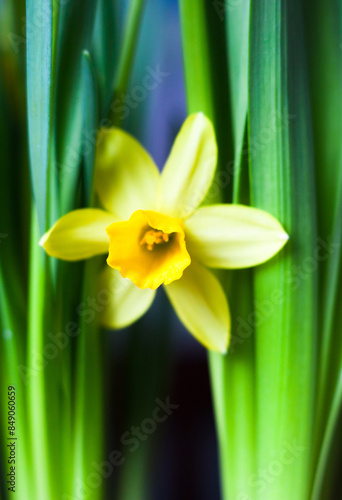 Yellow Narcissus flower