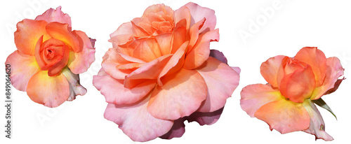 Hybrid tea-hybrid rose of white, pink and yellow colors, isolated on transparent background